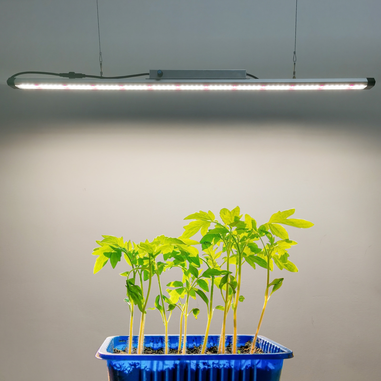 100W 풀 스펙트럼 LED 식물 재배등 – IP65  - Plant Grow Light Full Spectrum 리뷰 및 가격