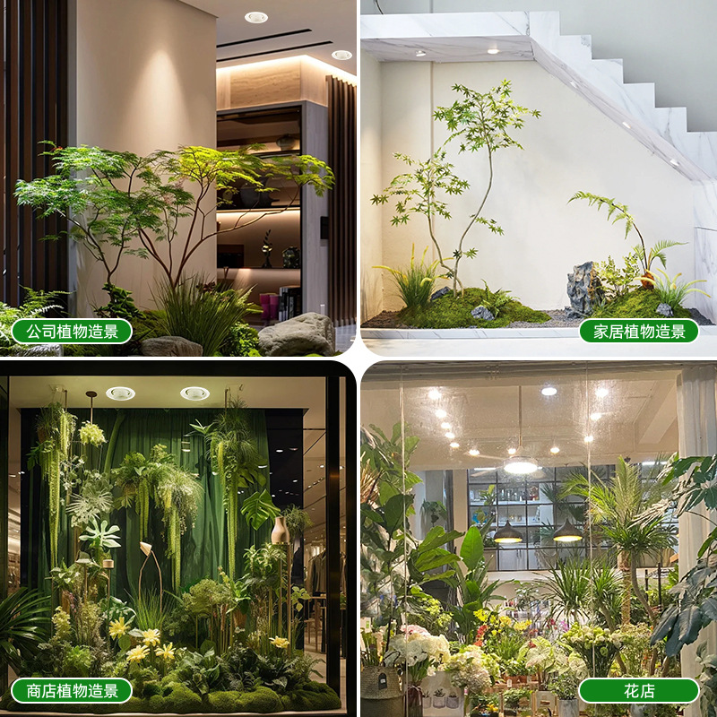 풀 스펙트럼 디밍 가능 포커스 LED 식물등, 녹색 식 - Plant Grow Light Full Spectrum 리뷰 및 가격